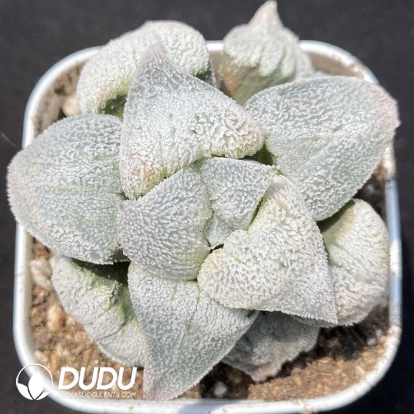 Haworthia Silver Railway - Image 1