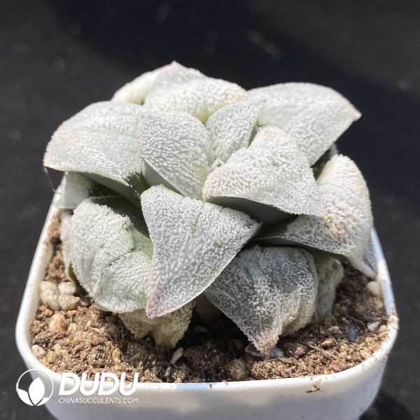 Haworthia Silver Railway - Image 2