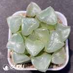 Haworthia Jicui