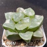 Haworthia Jicui - Image 2