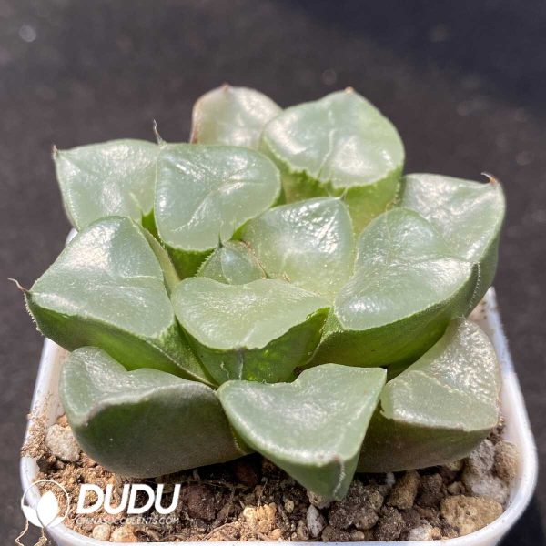 Haworthia Jicui - Image 2
