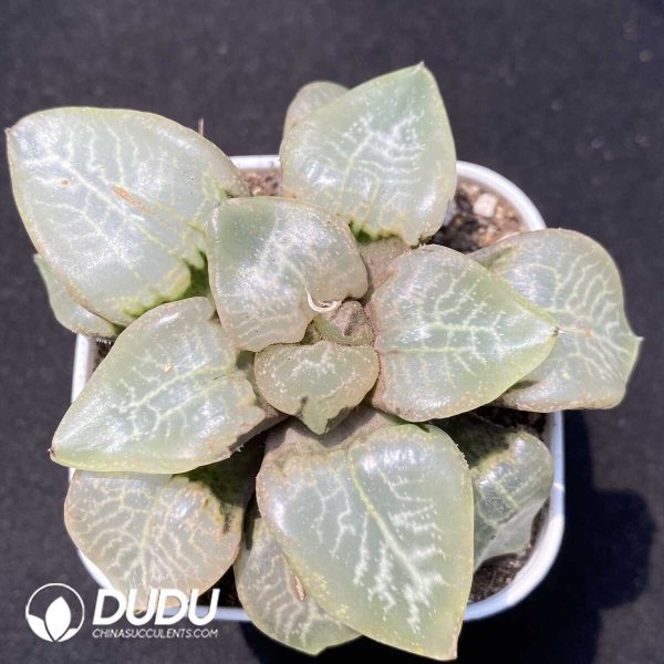 1756131610-1752735299-e201.jpg Haworthia Ranbu - Image 1