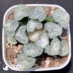 Haworthia Baimiao