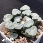 Haworthia Baimiao - Image 2