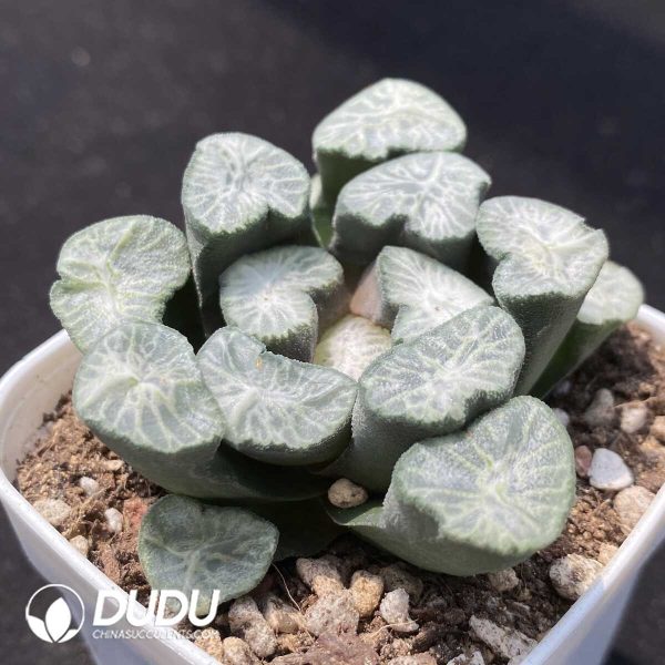 Haworthia Baimiao - Image 2