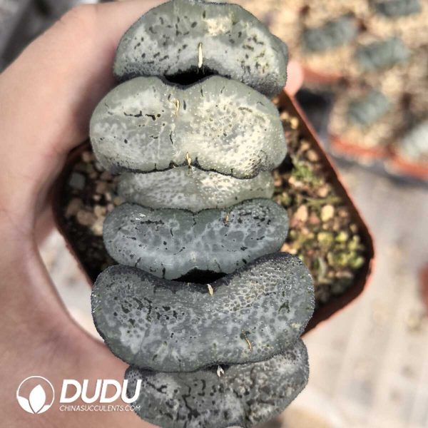 Haworthia Snow Wolf - Image 1