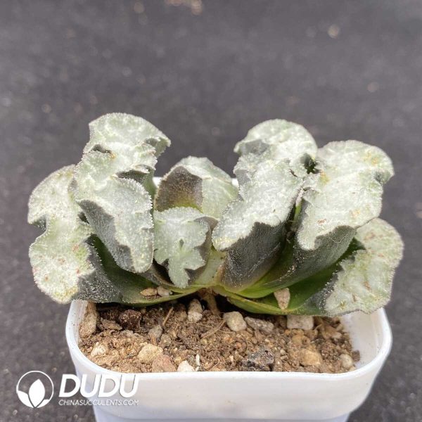 Haworthia Flying - Image 2