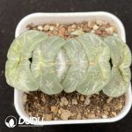 Haworthia Higo