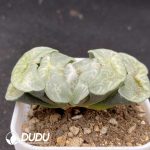 Haworthia Higo - Image 2