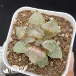 Haworthia Ice Emperor
