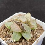 Haworthia Ice Emperor - Image 2
