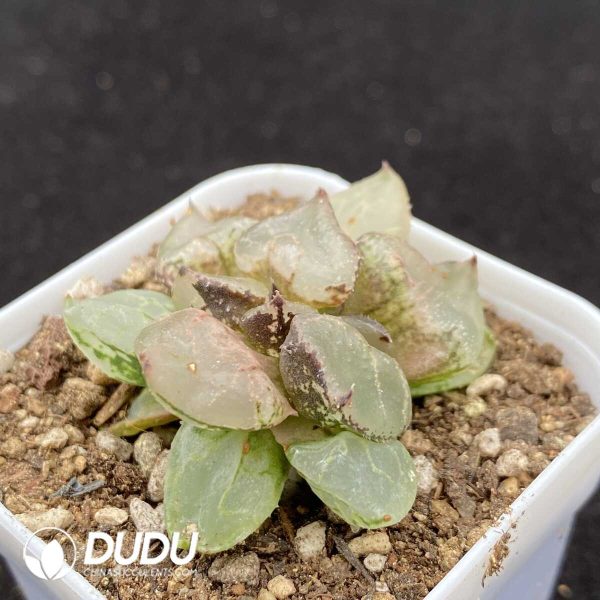 Haworthia Ice Emperor - Image 2