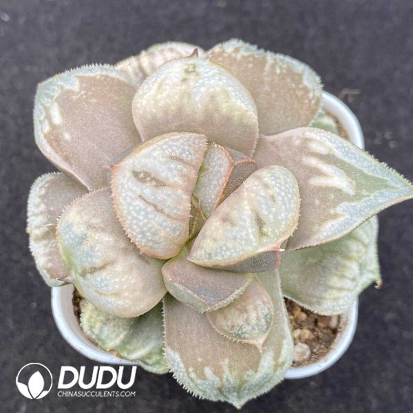 Haworthia Aries - Image 1