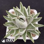 Haworthia Emperor