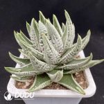 Haworthia Emperor - Image 2