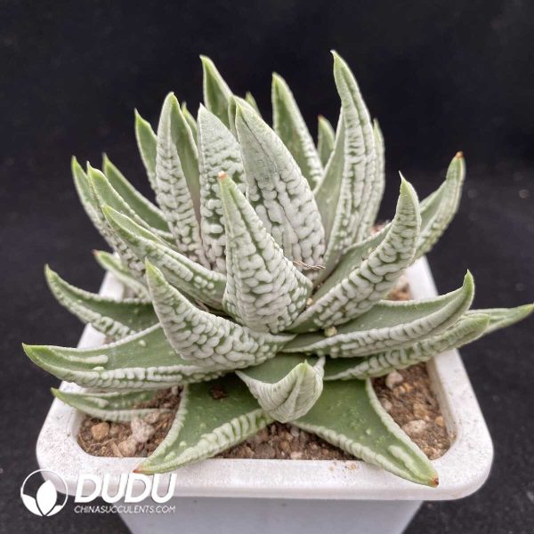 Haworthia Emperor - Image 2