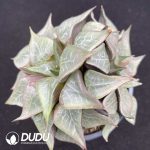 Haworthia bayeri Seed Grown