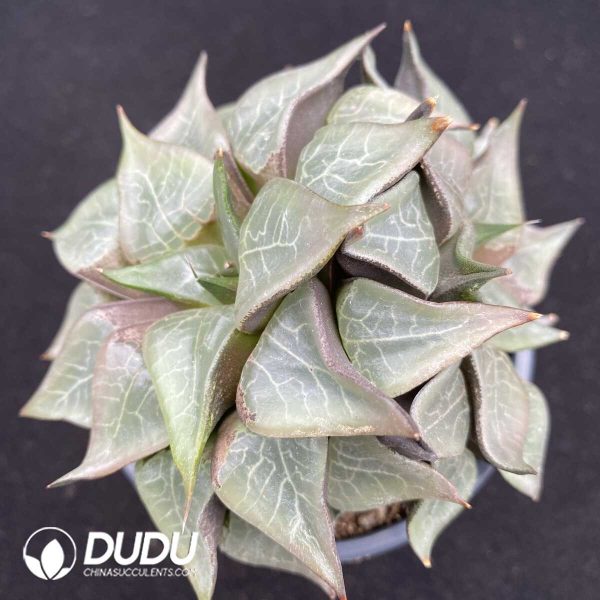 1756131639-1752735428-e201.jpg Haworthia bayeri Seed Grown - Image 1