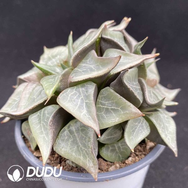 Haworthia bayeri Seed Grown - Image 2