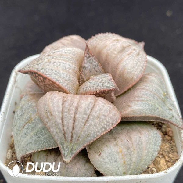 Haworthia Taj Mahal - Image 2