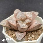 Haworthia Inca Rose - Image 2