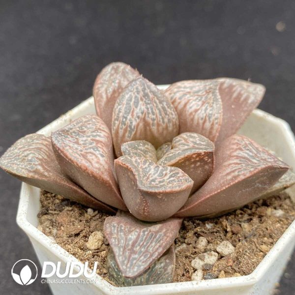 Haworthia Inca Rose - Image 2