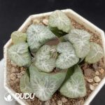 Haworthia Buyin