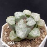 Haworthia Buyin - Image 2