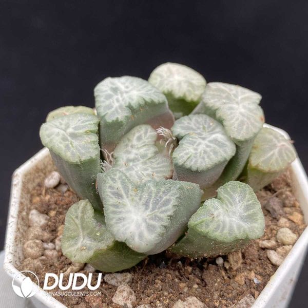 Haworthia Buyin - Image 2