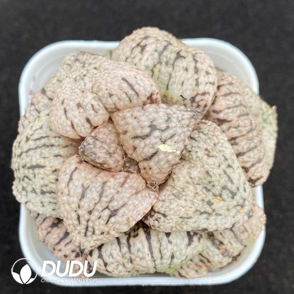 Haworthia Picta - Image 1