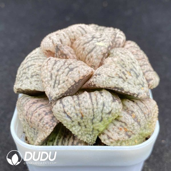 Haworthia Picta - Image 2