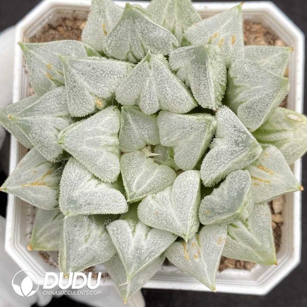 Haworthia Love Hearts - Image 1