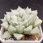 Haworthia Love Hearts - Image 2