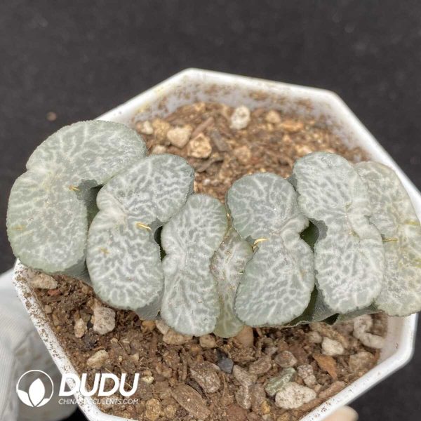 Haworthia Truncata - Image 1