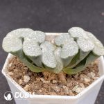 Haworthia Truncata - Image 2