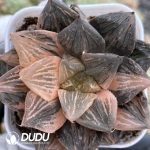 Haworthia Yutan Variegata