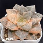 Haworthia Yutan Variegata - Image 2