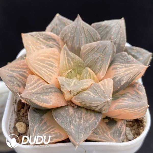 Haworthia Yutan Variegata - Image 2