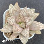Haworthia Byakko
