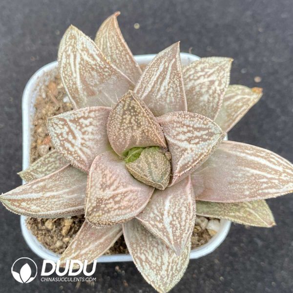 Haworthia Byakko - Image 1