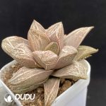 Haworthia Byakko - Image 2