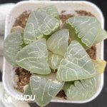 Haworthia Pink Sweetheart