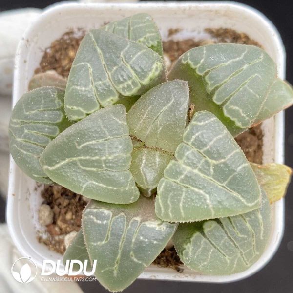 1756131667-1752735522-e201.jpg Haworthia Pink Sweetheart - Image 1