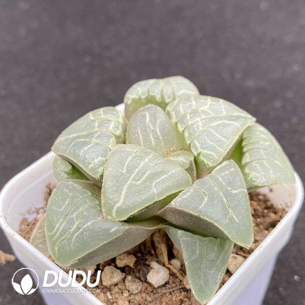 Haworthia Pink Sweetheart - Image 2
