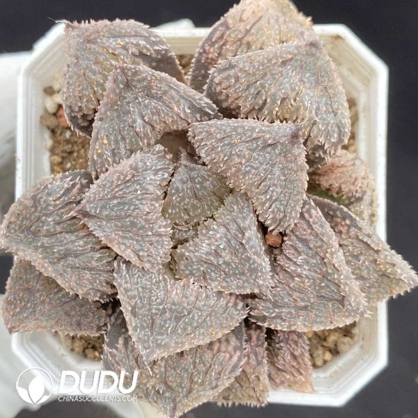 Haworthia Cubic - Image 1