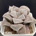 Haworthia Cubic - Image 2