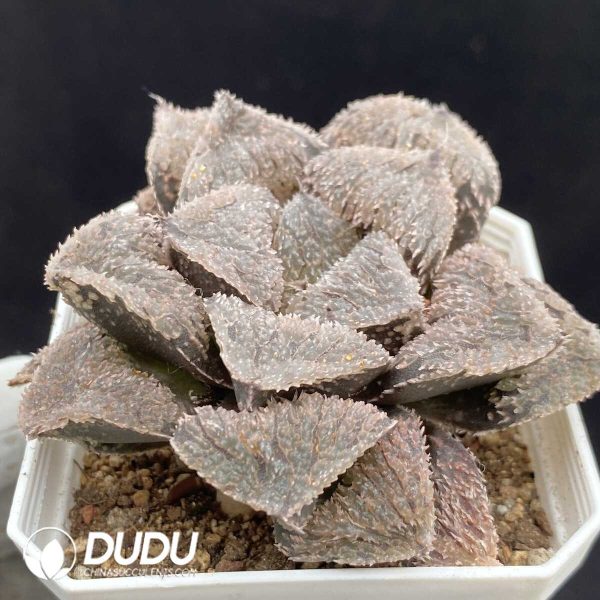 Haworthia Cubic - Image 2