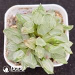 Haworthia Christmas Candle Clustering