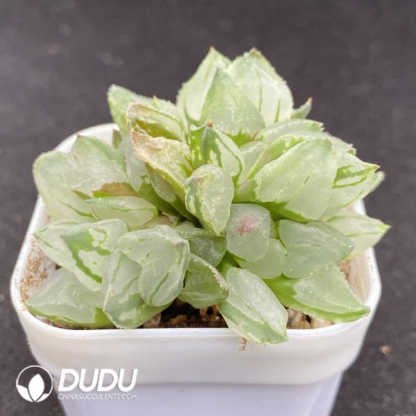 Haworthia Christmas Candle Clustering - Image 2