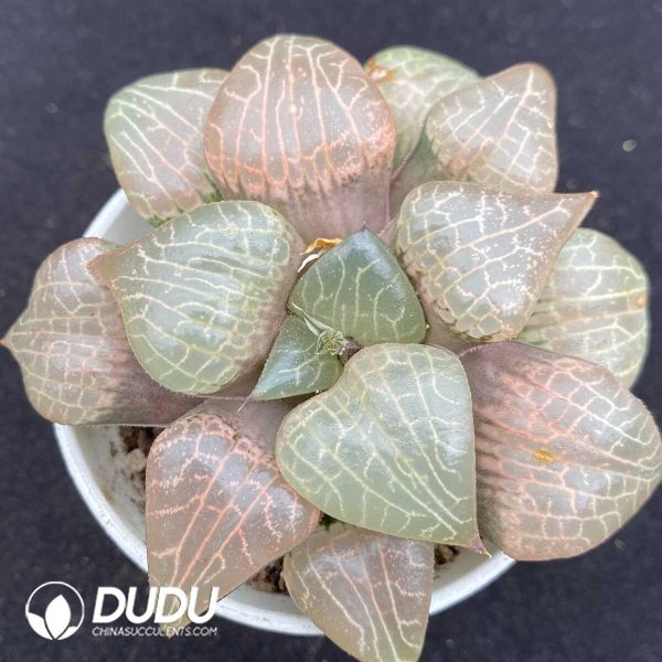 Haworthia Glass Compto - Image 1